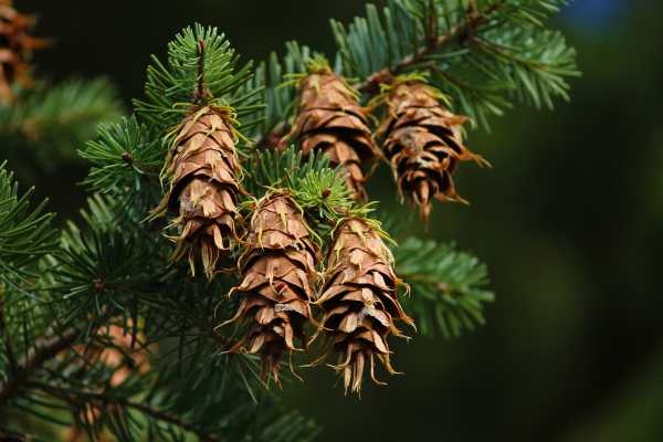  - Essential Oils